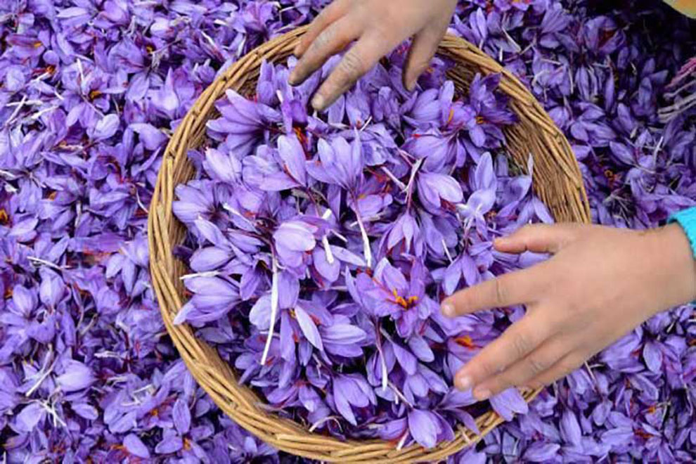 Iran Biggest Saffron Producer In The World IranExport