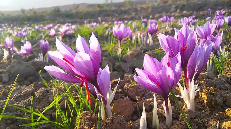 saffron farm in mashhad